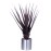 Pandanus Red 900mm