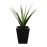 Pandanus Green 900mm